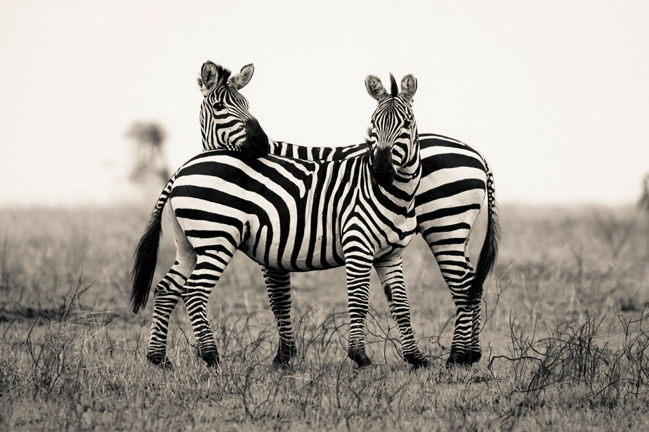 Zebra Protection, Serengeti National Park, by wildlife photographer Jacques-André Dupont