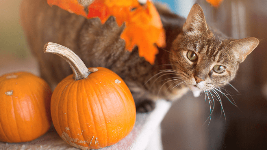 cute cat with pumpkin