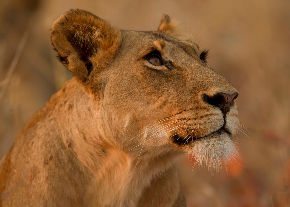 a lioness