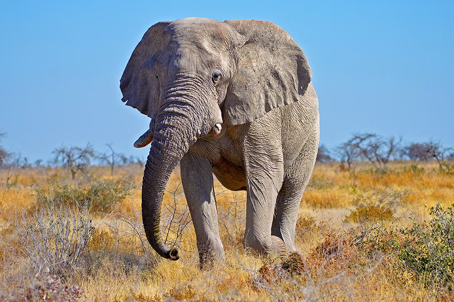 elephant walking on dry field