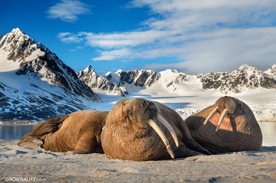 sea lions chilling