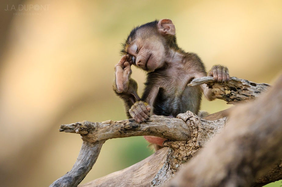 Funny little monkey on a tree, Tarangire National Park, by wildlife photographer Jacques-André Dupont