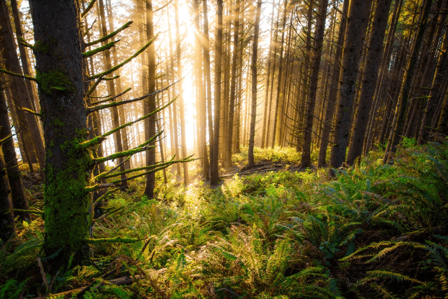 sunshine passing through forest trees
