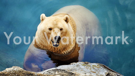 How to Easily Watermark and Protect Your Images