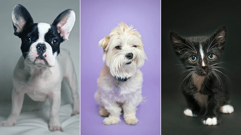 10 Pet Photographers Who Perfectly Captured Our Furry Friends