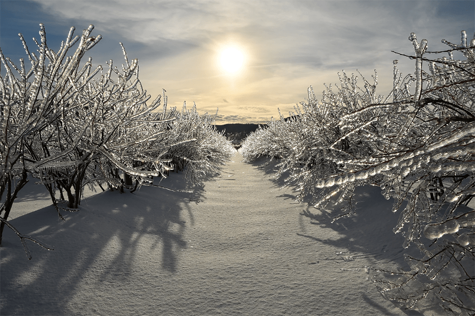 winter forest in the sun