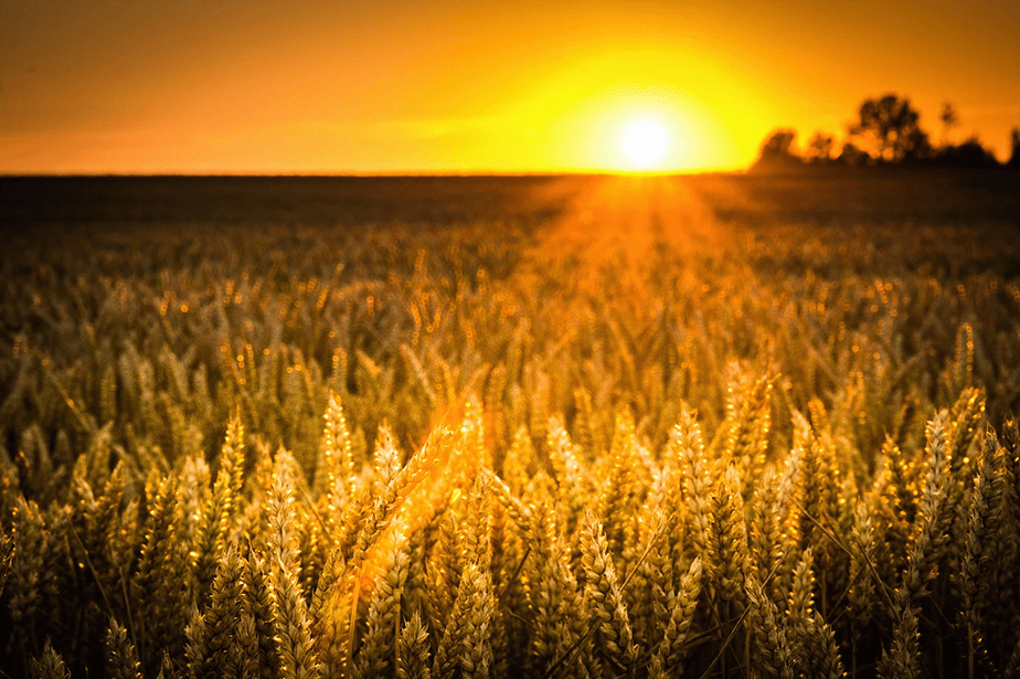 sunset over corn field