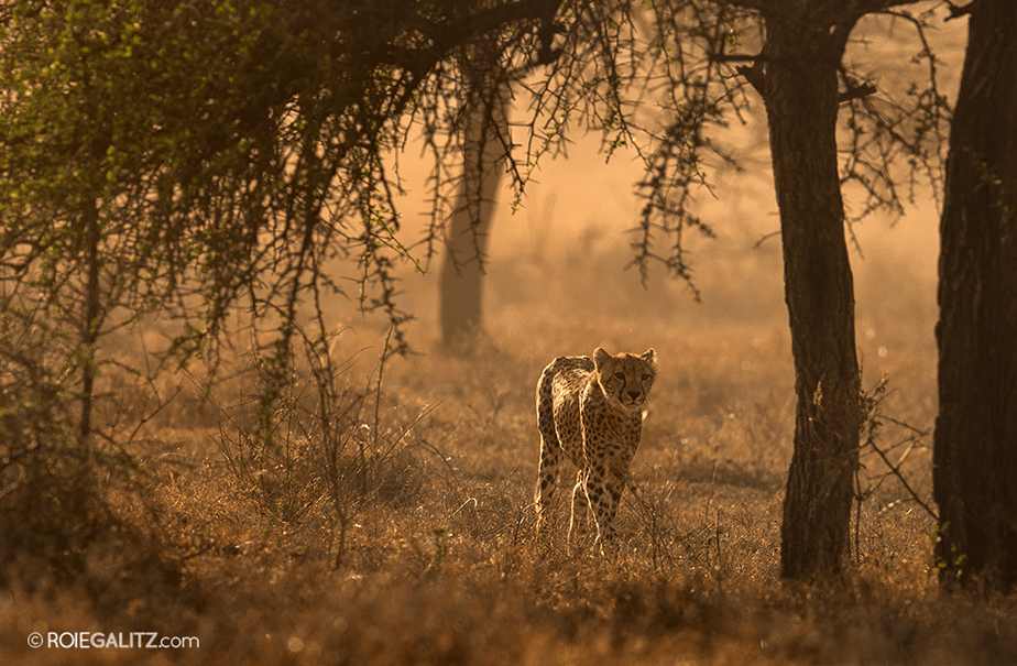 Leopard by Roie Galitz