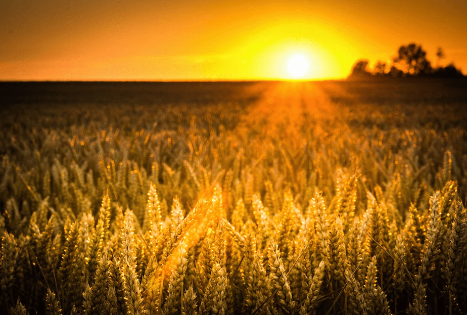Sunset over a wheat field