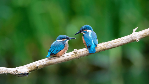 Let it Bloom: 12 Beautiful Spring Pictures to Welcome the Season