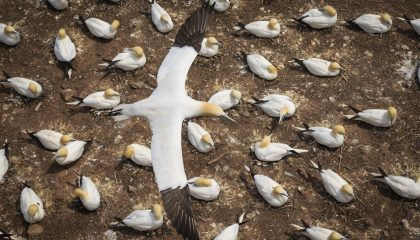 northern gannets by wildlife photographer and wix photographer jacques-andré dupont
