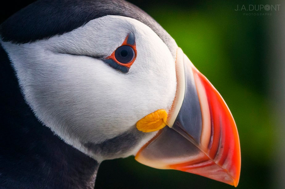 Atlantic Puffin Mug Shot, Mingan Islands (Quebec, Canada), by wildlife photographer Jacques-André Dupont