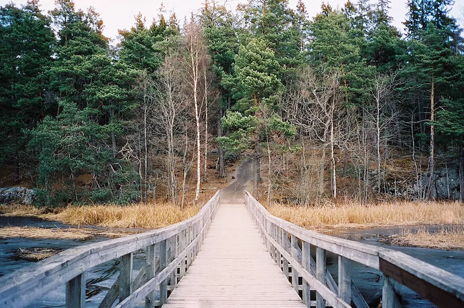 bridge over river leading to forest
