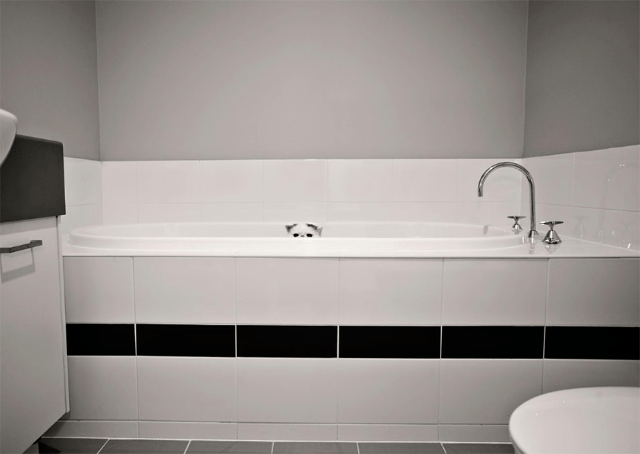 Wix Pet photography by Crea8tive photography