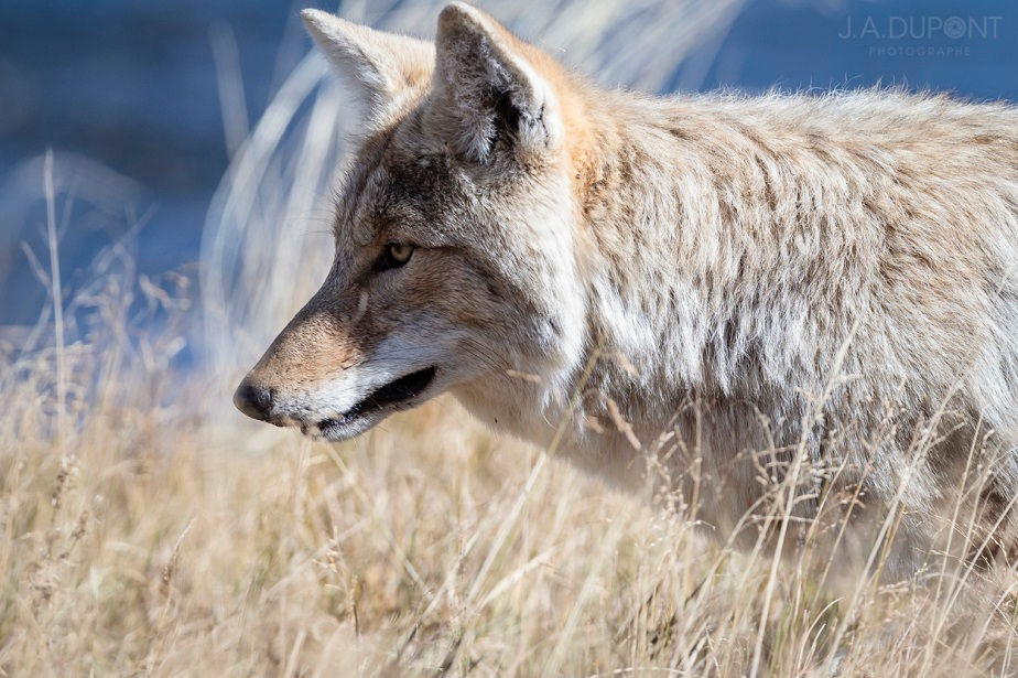 Coyote Pretty, Yellowstone National Park, by wildlife photographer Jacques-André Dupont