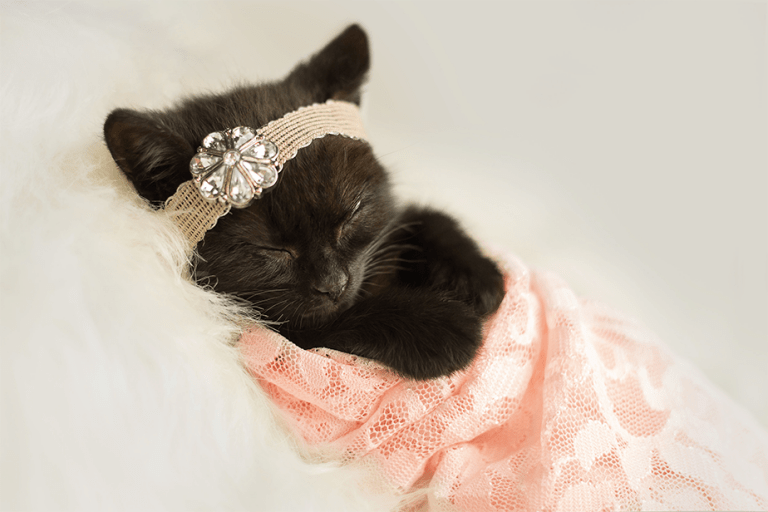 Cute cat photography