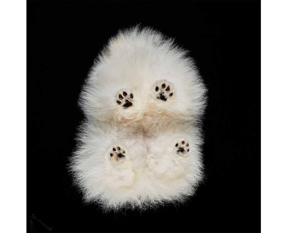 10 Fotógrafos que Capturaram com Perfeição Nossos Bichinhos