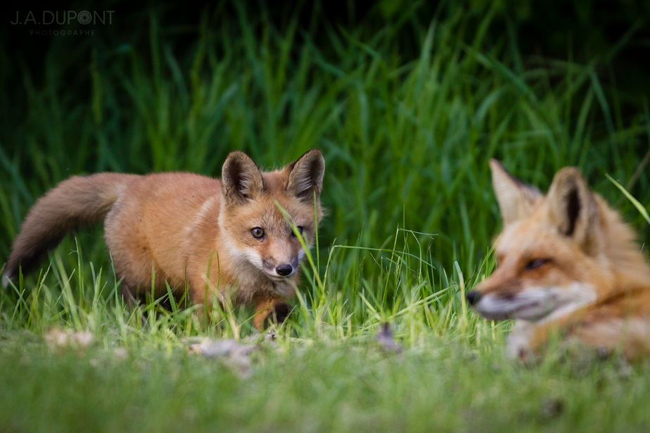 Foxes hunting, Quebec, Canada, by wildlife photographer Jacques-André Dupont