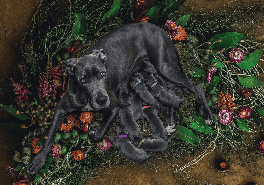 great dane laying down with her newborn puppies