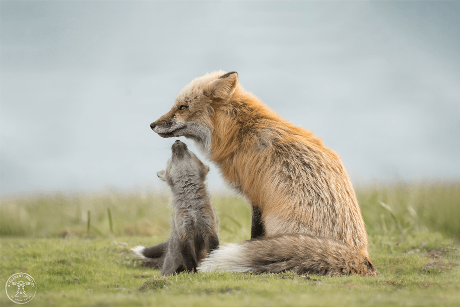 baby red fox reaches out to its mom for a kiss as they stand on a green field