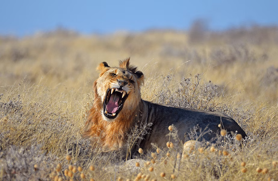 lion roaring on dry field