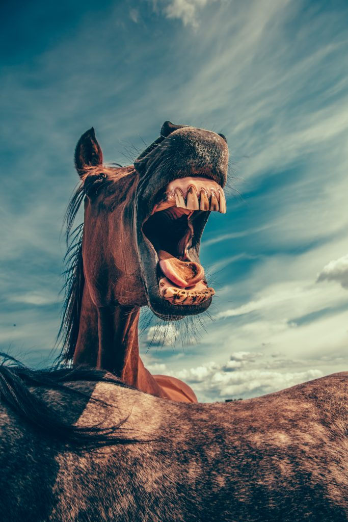Weird stock photo: screaming horse