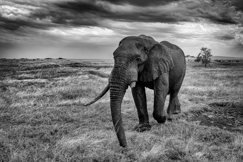 beautiful elephant picture black and white, Serengeti National Park, by wildlife photographer Jacques-André Dupont