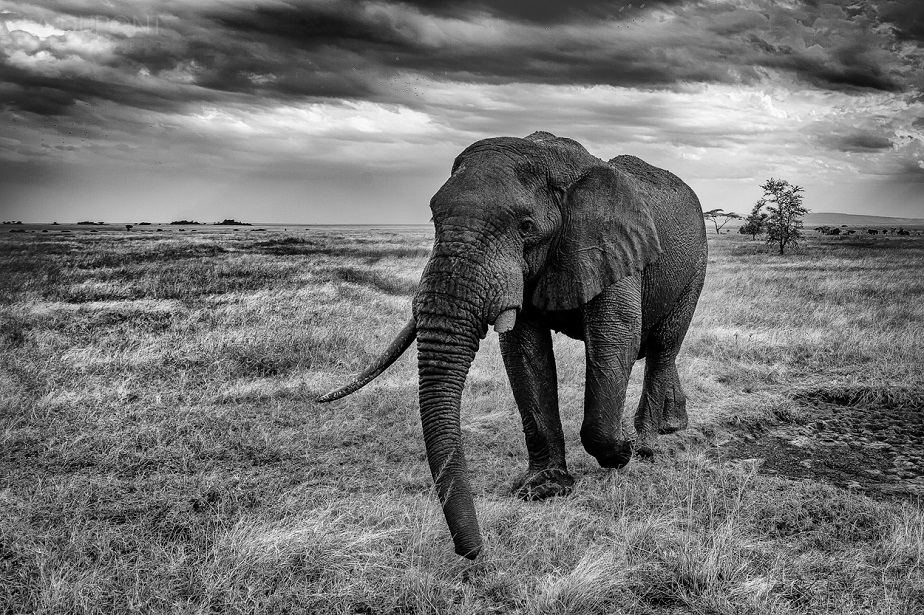 beautiful elephant picture black and white, serengeti national