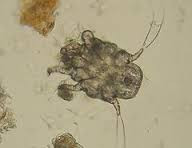 ear mite.jpeg