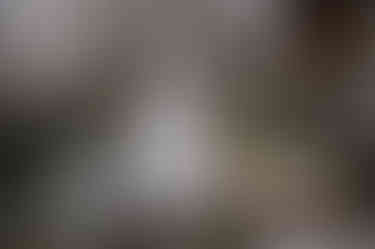 Das Brautkleid im alten Gewächshaus hängend fotografiert