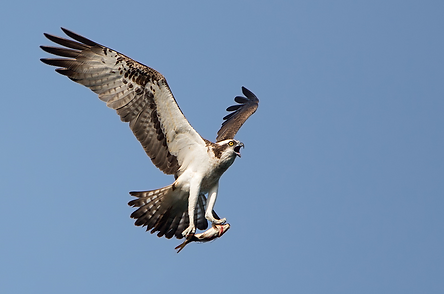 Osprey holding a fish in its talons at Esthwaite Water 
