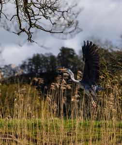 Heron at Esthwaite Water 