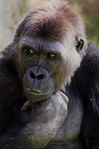 人間とゴリラは兄弟