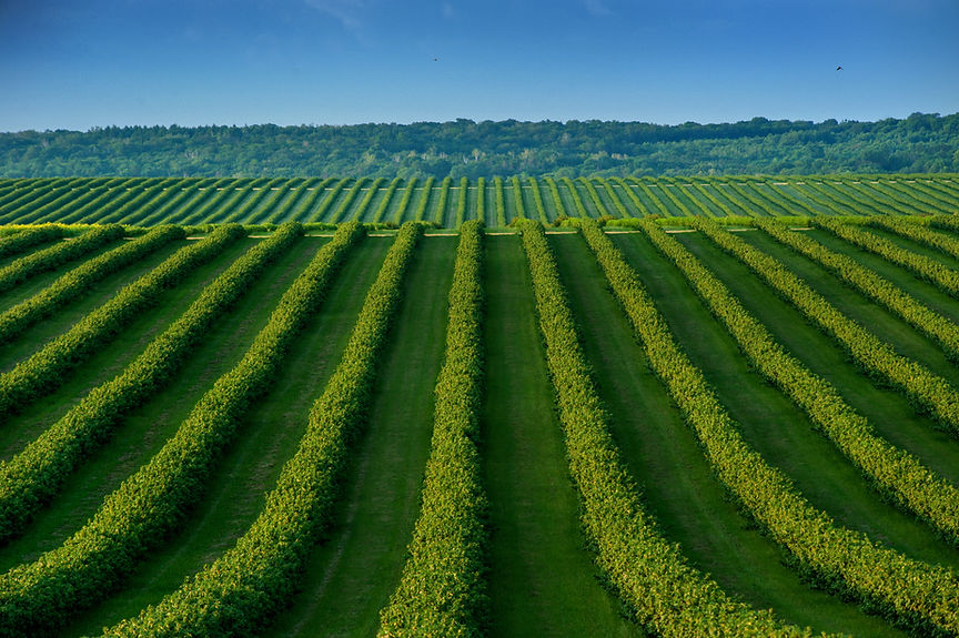 AdobeStock_216862756_rows of bush currant, fruit plantation.jpeg