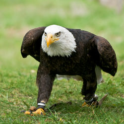 Adler5