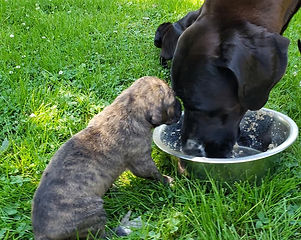 Summer 2019 Puppies