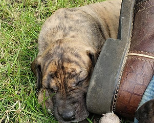 Summer 2019 Puppies