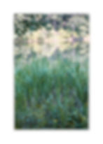 pond grass copy.jpg