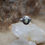 Miniaturbild: Ring Silber 925