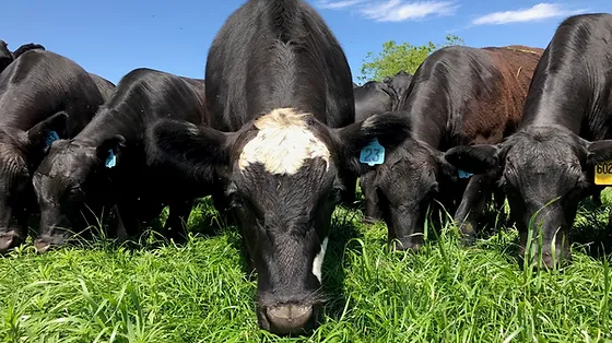 Wholesale Grass Seed Mountain View Seeds Salem Or