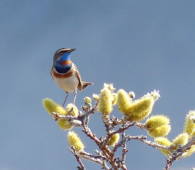 Bluethroat Alan Davies.jpg