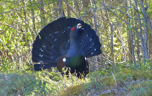 Capercaillie Alan Davies.jpg