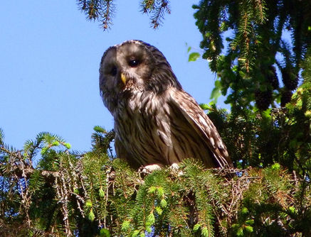 Ural Owl Alan Davies.jpg