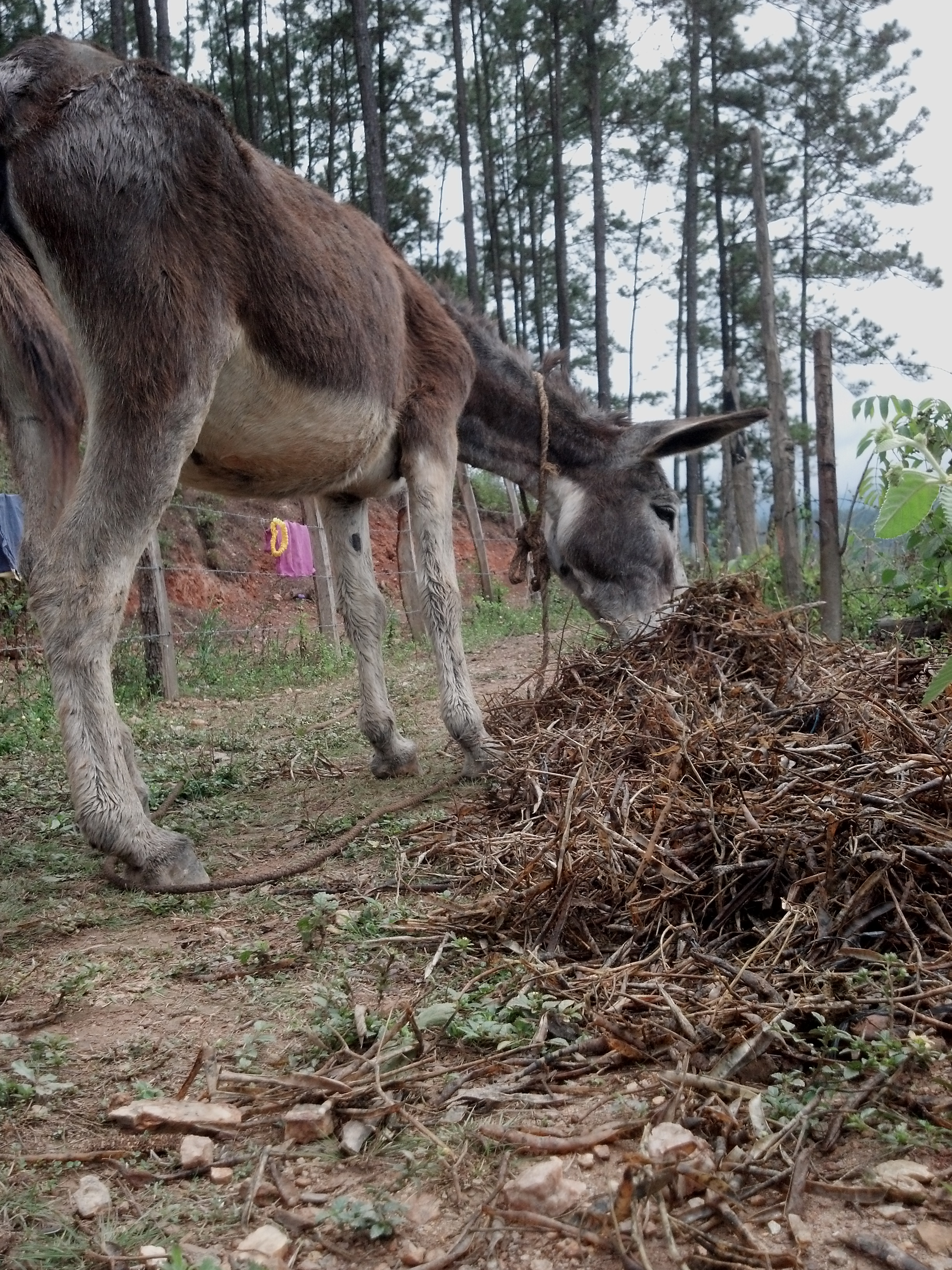 Burro