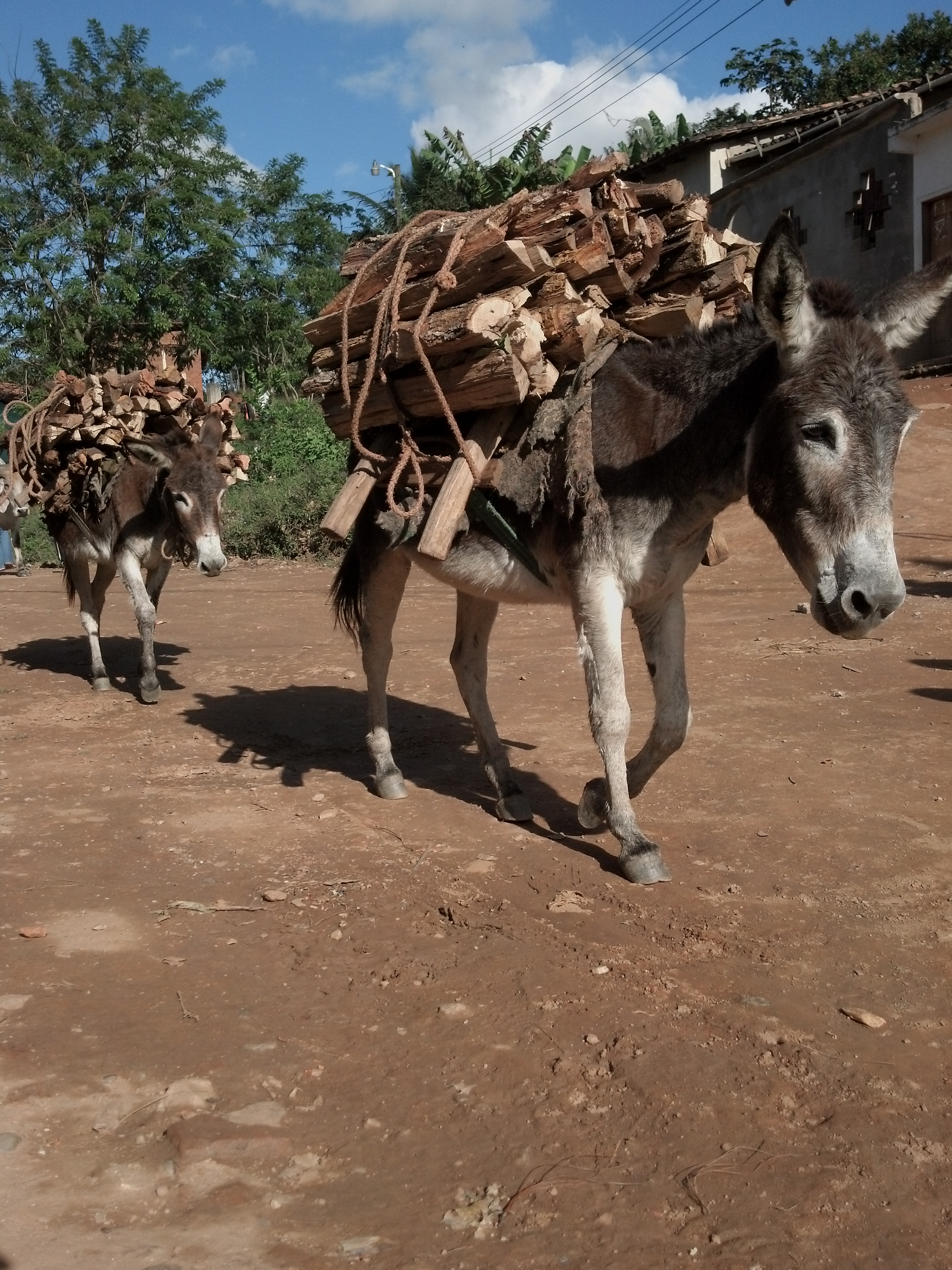 Dos Burros