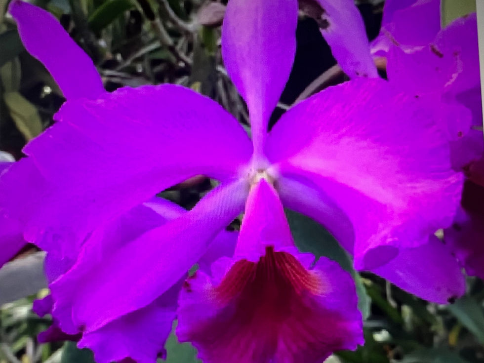 IMG_5468.jpeg