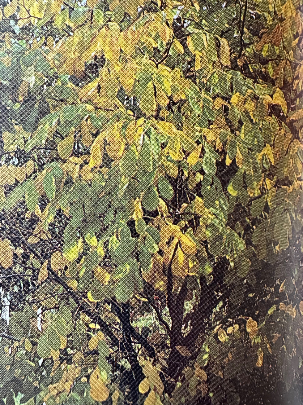 IMG_4252.jpeg