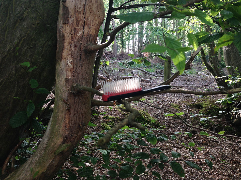 photo of a hairbrush in a tree