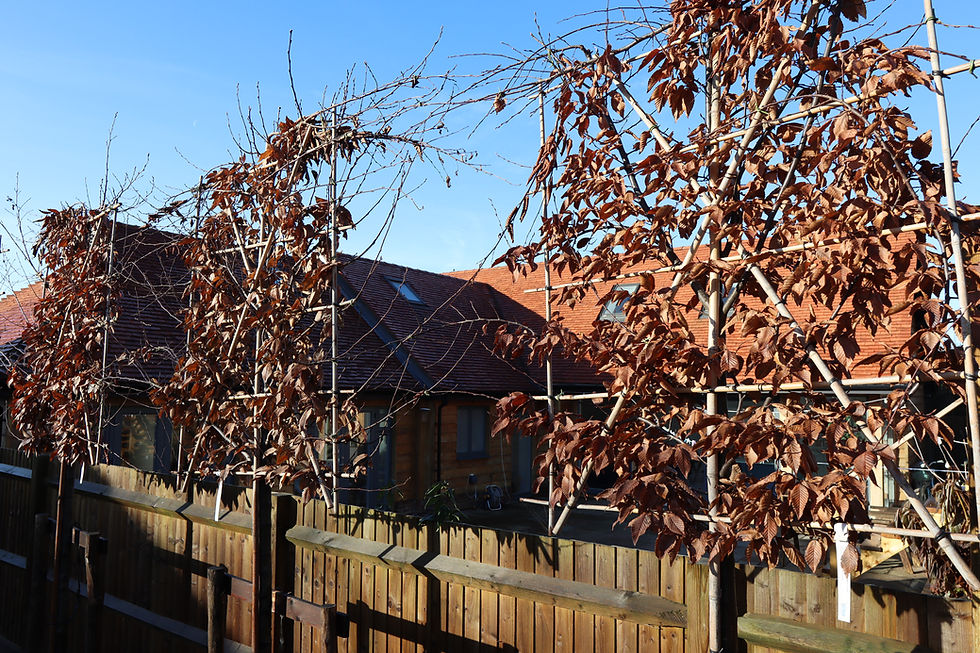 pleached trees, planted in Catsfield, Sussex