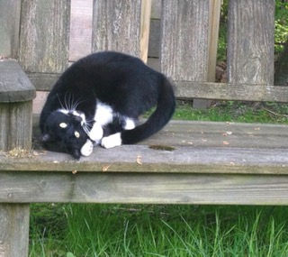 What Actually Is Animal Communication?